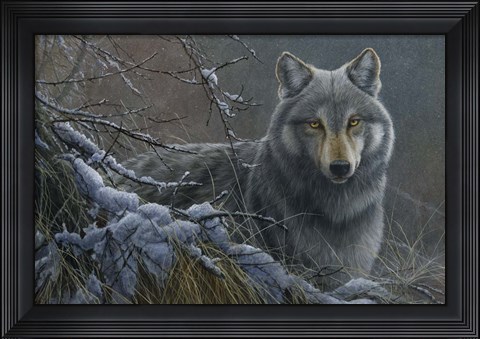 Framed Grey Wolf Print
