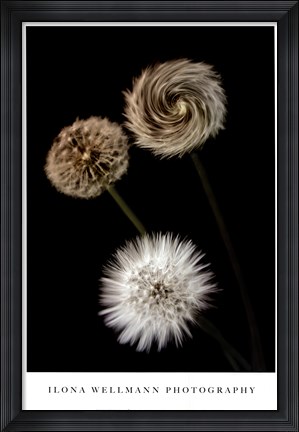 Framed Metamorphose Print