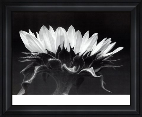 Framed Profile In Black &amp; White Print