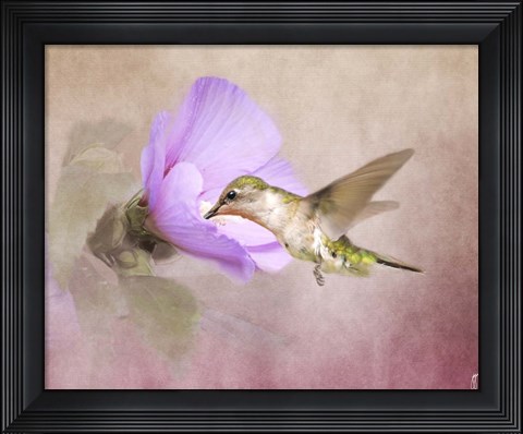 Framed Taste of Nectar Hummingbird Print