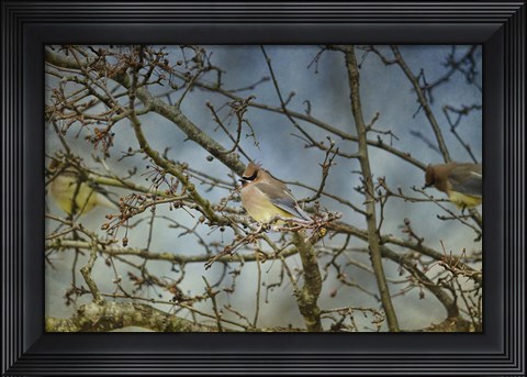 Framed Taste Of Sunshine Cedar Wax wings Print