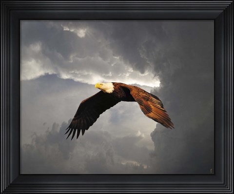 Framed Above The Storm Bald Eagle Print