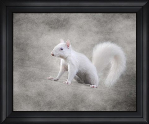 Framed Albino Squirrel Print