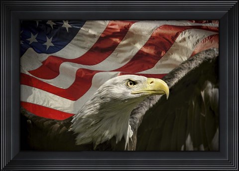Framed American Eagle Print