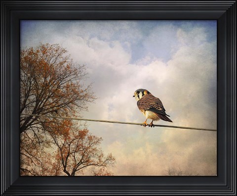 Framed American Kestrel In Autumn Print