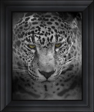 Framed Intense Stare Print