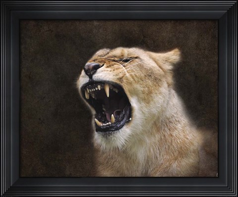 Framed Angry Lioness Portrait Print