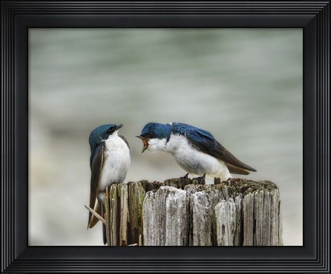 Framed Angry Swallows Print