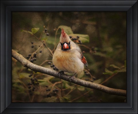 Framed Anticipating Winter Cardinal 1 Print