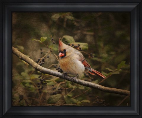 Framed Anticipating Winter Cardinal 2 Print