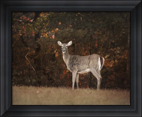 Framed Autumn Doe Print