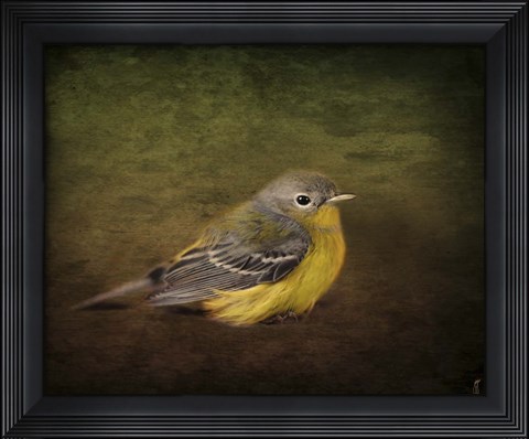 Framed Baby Warbler Print