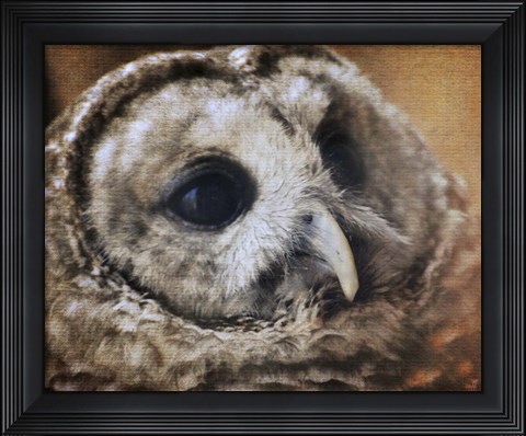 Framed Barred Owl Print
