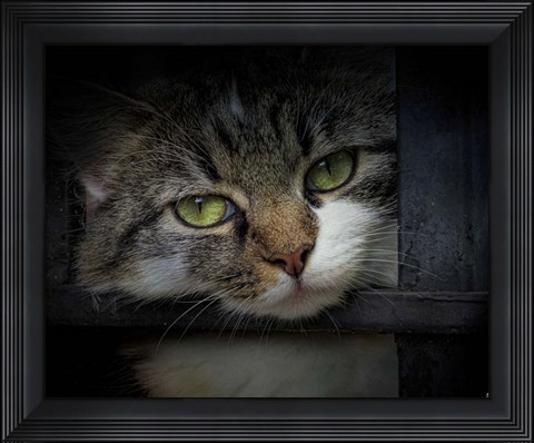 Framed Behind Bars Print