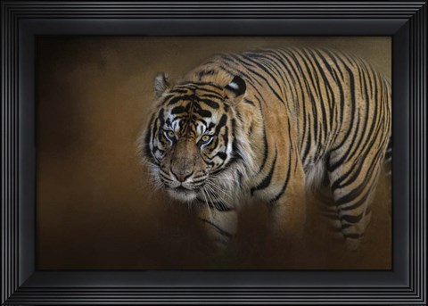 Framed Bengal Stare Print