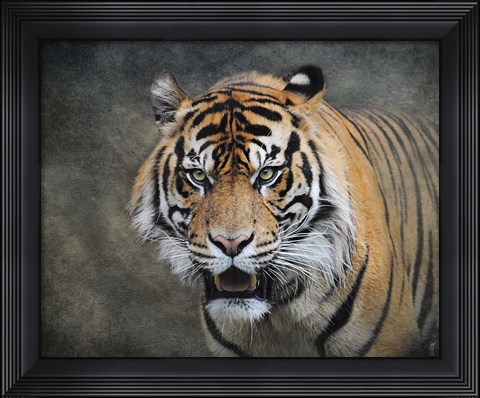 Framed Bengal Tiger Print