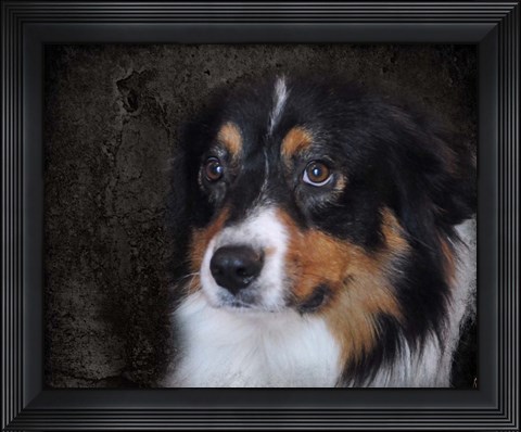 Framed Bernese Mountain Dog Print