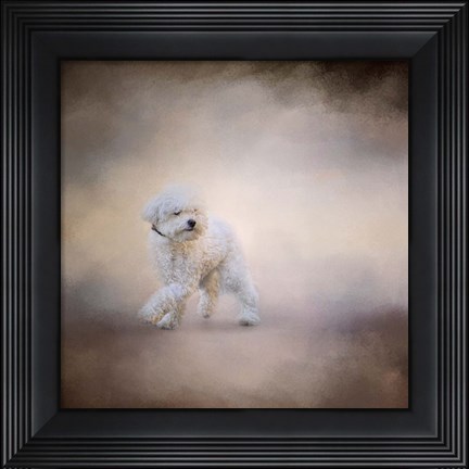 Framed Bichon On The Go Print