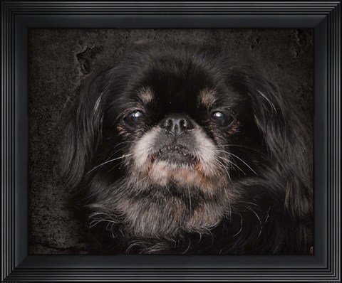 Framed Black Pekingese Portrait Print