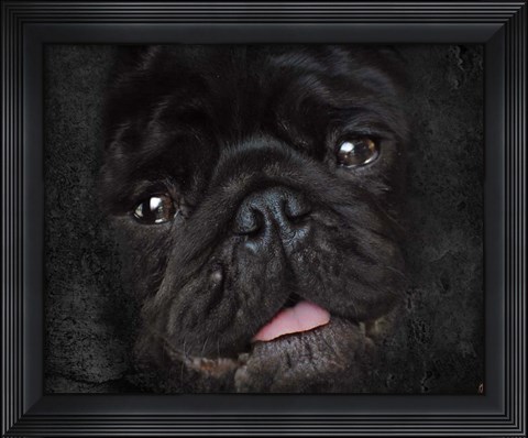 Framed Black Pug Portrait Print