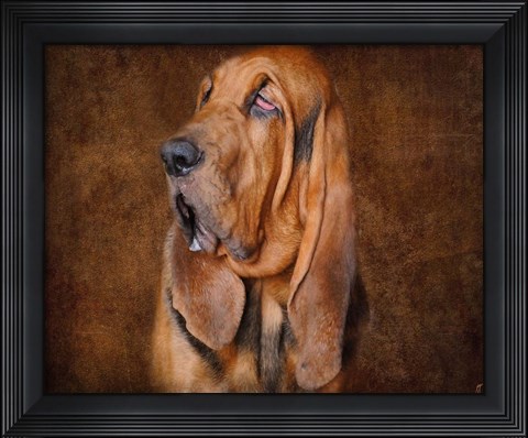 Framed Bloodhound Portrait Print