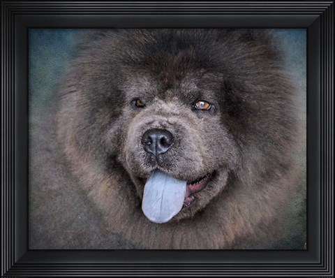 Framed Blue Chow Chow Portrait Print