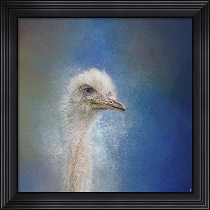 Framed Blue Eyed Beauty Ostrich Print
