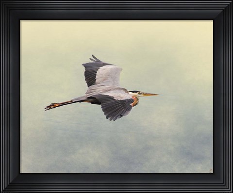 Framed Blue Heron In Flight 1 Print
