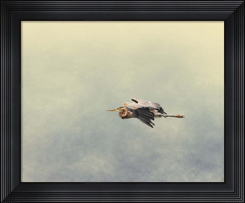 Framed Blue Heron In Flight 2 Print