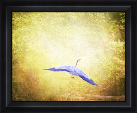 Framed Blue Heron In The Light Print