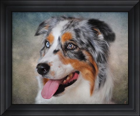 Framed Blue Merle Australian Shepherd Portrait Print
