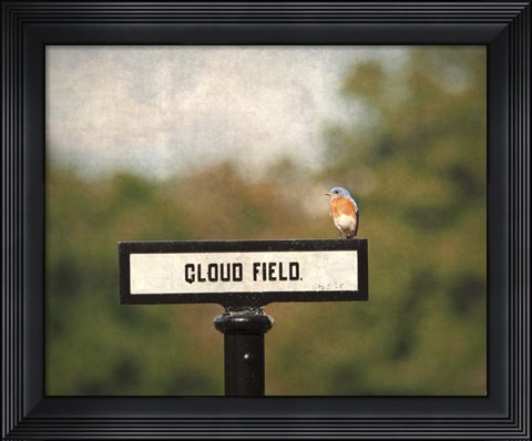 Framed Bluebird At Cloud Field Print