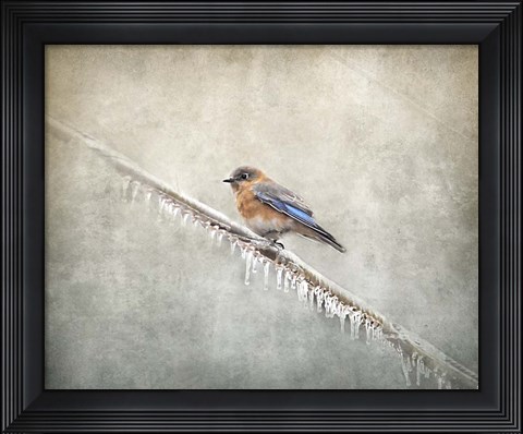 Framed Bluebird Braving The Cold Print