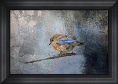 Framed Bluebird In Winter Print