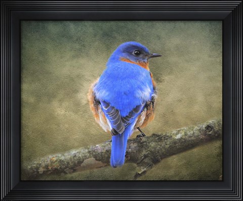 Framed Bluebird Portrait Print