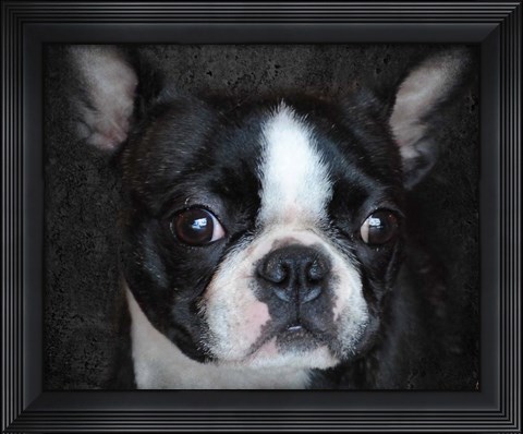 Framed Boston Terrier Portrait Print