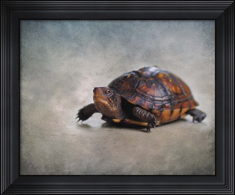 Framed Box Turtle Portrait Print