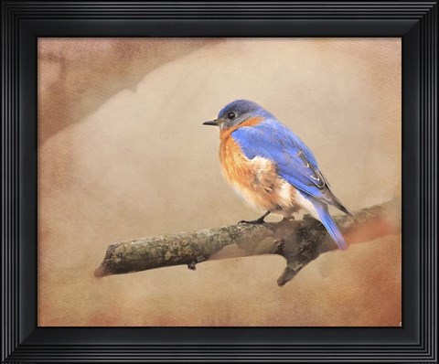 Framed Braving Autumn Bluebird Print
