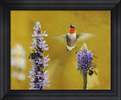 Framed Breakfast With The Bees Hummingbird Print