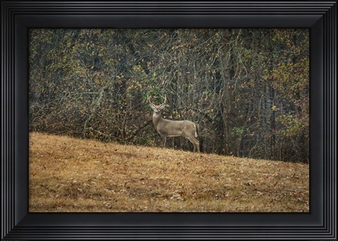Framed Buck At Pinson Mounds Print