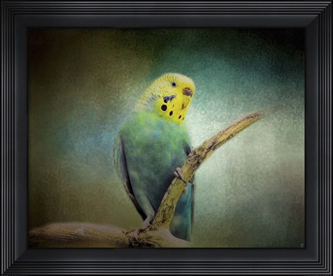 Framed Budgie 1 Print