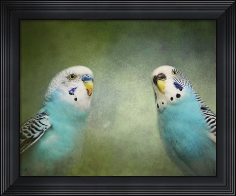 Framed Budgie 4 Print