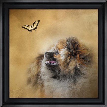 Framed Butterfly Dreams Pomeranian Print