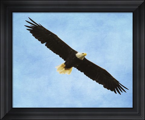 Framed By His Grace Bald Eagle Print