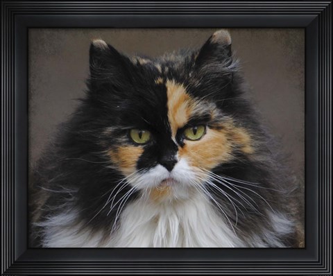 Framed Calico Cat Portrait Print