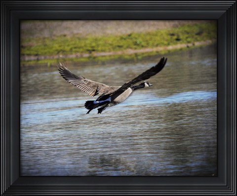 Framed Canadian Goose In Flight 2 Print