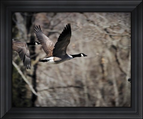 Framed Canadian Goose In Flight 3 Print