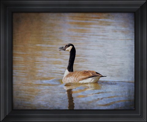 Framed Canadian Goose In The Water Print