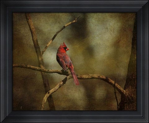 Framed Cardinal On A Branch Print