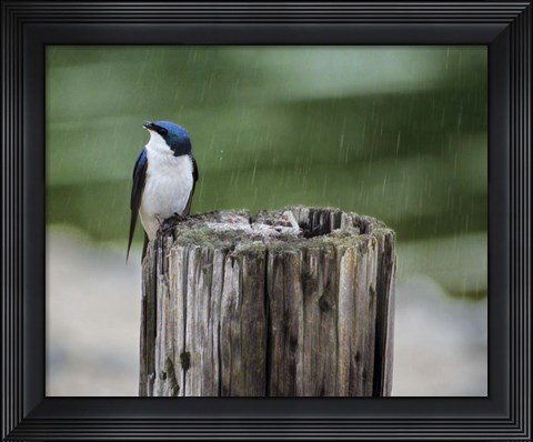 Framed Catching Raindrops Print